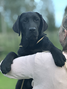 Labradori retriiveri kutsikas (1 foto / 2)