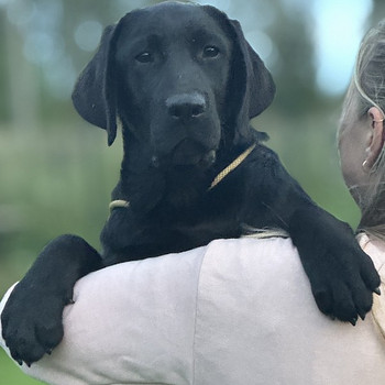 Labradori retriiveri kutsikas
