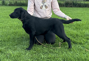 Labradori retriiveri kutsikas (2 foto / 2)