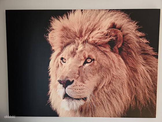 Seinapilt Lõvi 140x100 cm