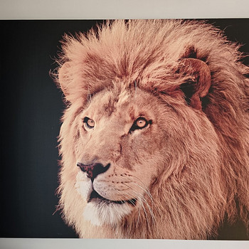 Seinapilt Lõvi 140x100 cm