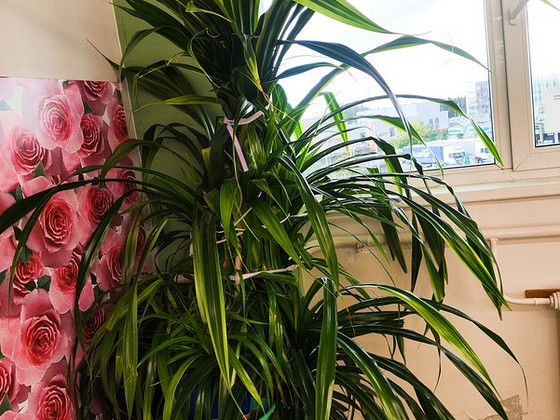 Pandanus