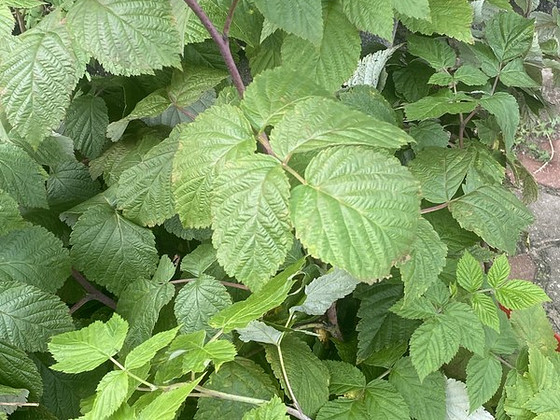 Aedmaasika, aedvaarika, kuumaasika taimed
