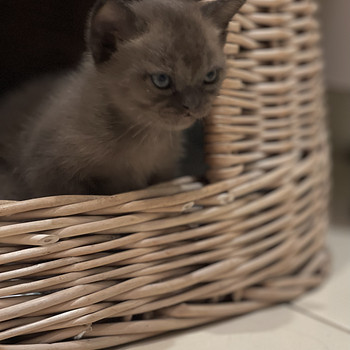 Бурма котята с родословными