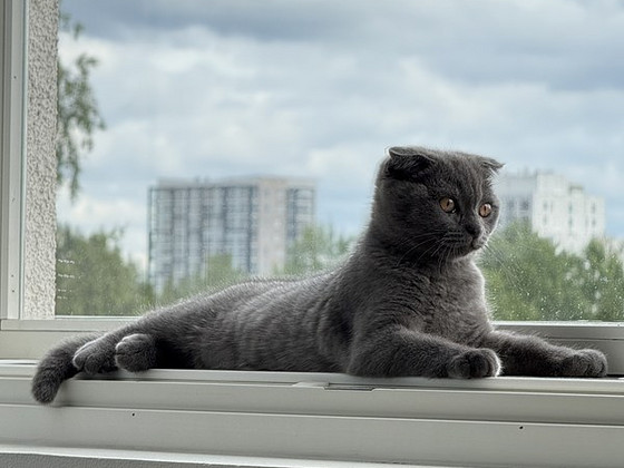 Kissapentu Boy Kitten