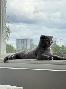Kissapentu Boy Kitten (1 valokuva sivusta 5)