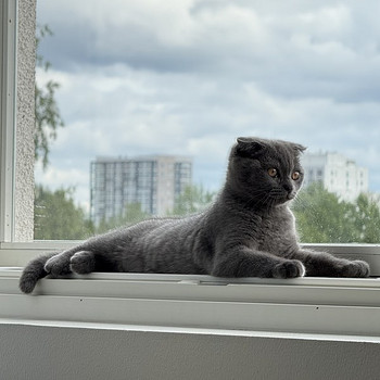 Kissapentu Boy Kitten