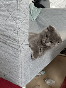 Kissapentu Boy Kitten (2 valokuva sivusta 5)