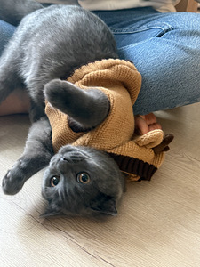 Kissapentu Boy Kitten (4 valokuva sivusta 5)
