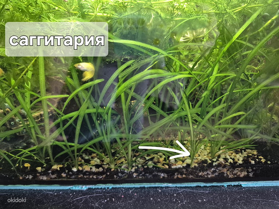 Аквариумные растения