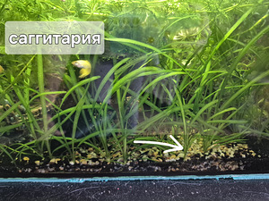 Аквариумные растения (1 фото из 6)