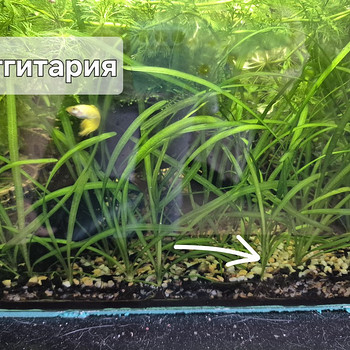 Аквариумные растения