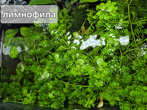 Аквариумные растения (2 фото из 6)