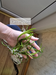 Аквариумные растения (4 фото из 6)
