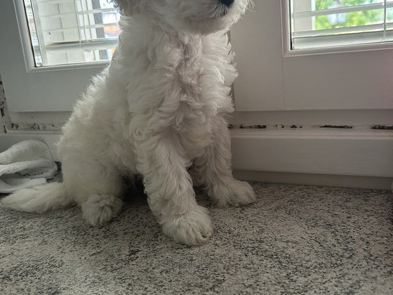 Maltipoo pentuja