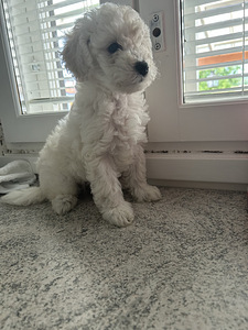 Maltipoo pentuja (1 valokuva sivusta 3)