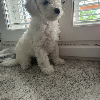Maltipoo pentuja