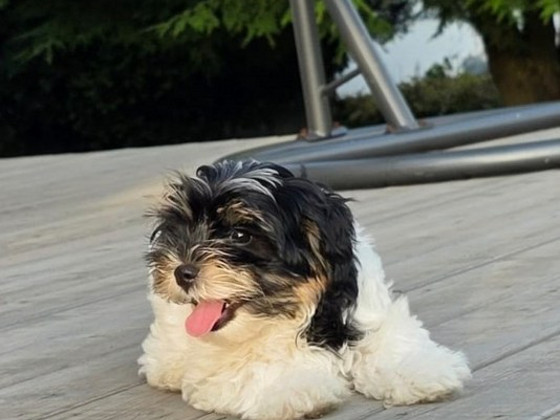 Biewer Your puppy