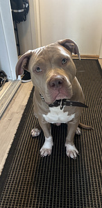 American bully xl (1 valokuva sivusta 2)