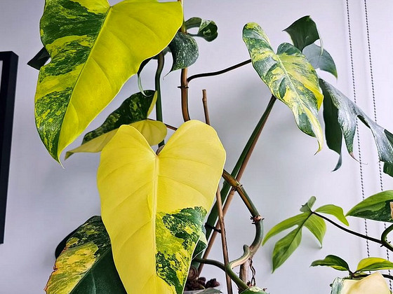 Philodendron Domesticum variegata filodendron lill