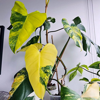 Philodendron Domesticum variegata filodendron lill