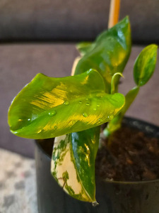 Филодендрон Domesticum variegata цветок растение (8 фото из 8)
