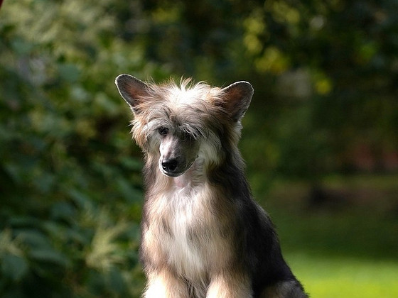 Chinese crested dog/ Китайская хохлатая собака