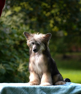 Chinese crested dog/ Китайская хохлатая собака (1 фото из 8)