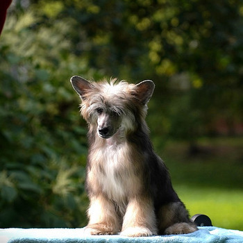 Chinese crested dog/ Китайская хохлатая собака