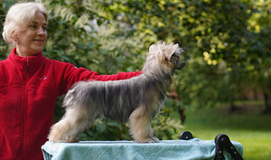 Chinese crested dog/ Китайская хохлатая собака (2 фото из 8)
