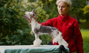 Chinese crested dog/ Китайская хохлатая собака (3 фото из 8)