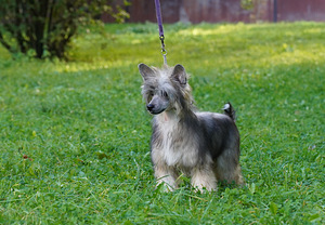 Chinese crested dog/ Китайская хохлатая собака (4 фото из 8)