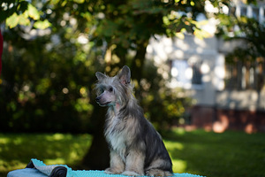 Chinese crested dog/ Китайская хохлатая собака (5 фото из 8)