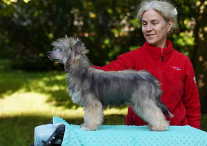 Chinese crested dog/ Китайская хохлатая собака (6 фото из 8)