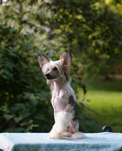 Chinese crested dog/ Китайская хохлатая собака (7 фото из 8)