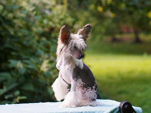 Chinese crested dog/ Китайская хохлатая собака (8 фото из 8)