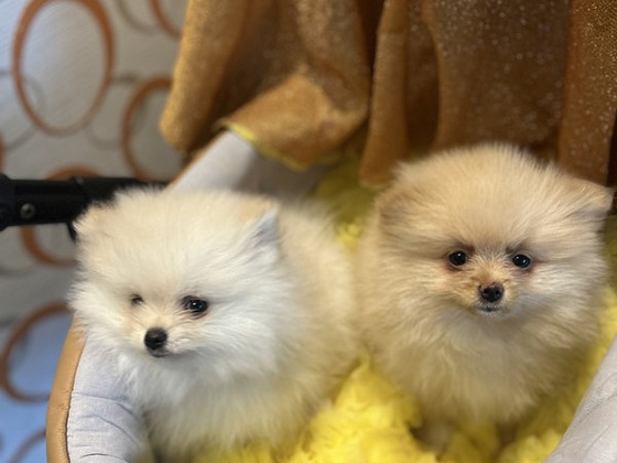 Pomeranian kutsikad
