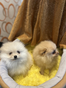 Щенки шпица (3 фото из 10)