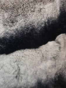 Uus Chinchilla rex kasukas (5 foto / 7)