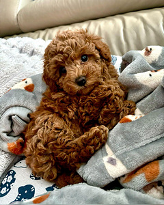 Maltipoo (3 фото из 6)