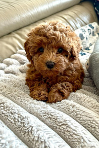Maltipoo (5 фото из 6)
