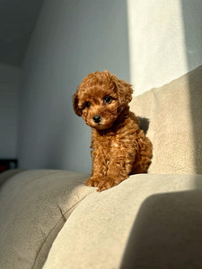 Maltipoo (2 фото из 6)