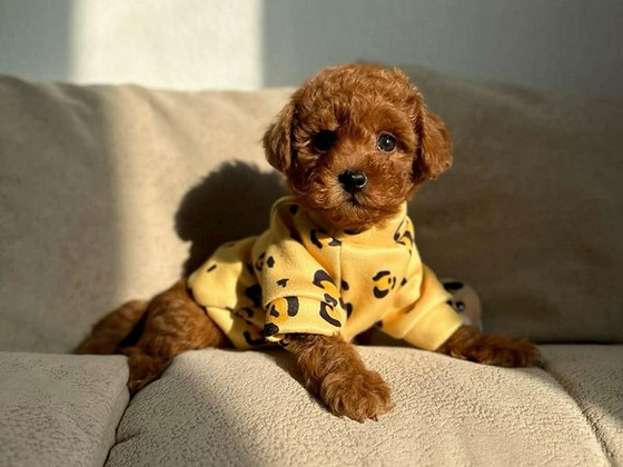Maltipoo