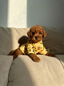 Maltipoo (1 фото из 6)
