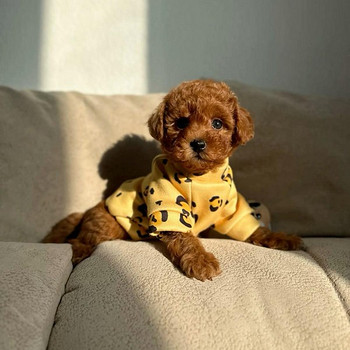 Maltipoo