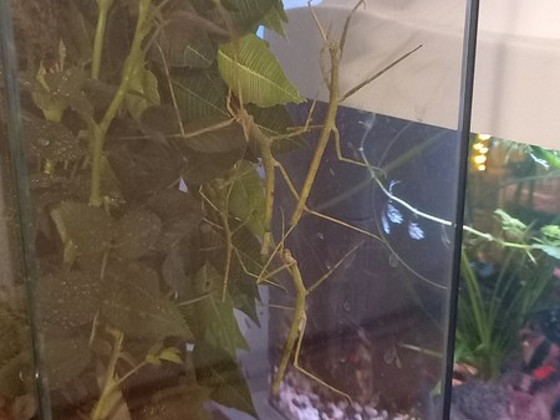 Annam pulgaliigid (Medauroidea extradentat)