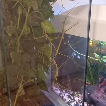 Annam pulgaliigid (Medauroidea extradentat)