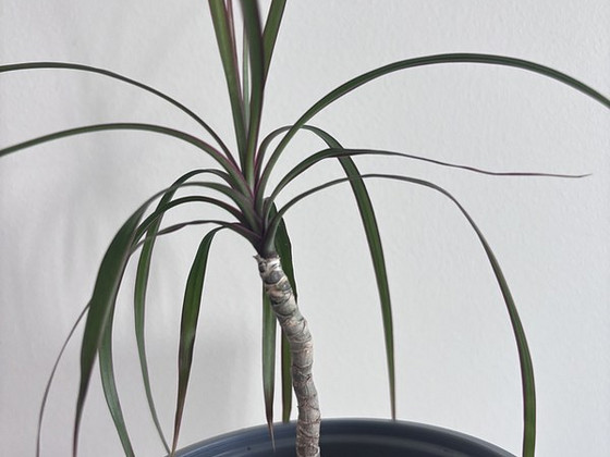 Draakonipuu. Dracaena marginata