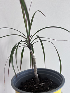 Драцена. Dracaena marginata (1 фото из 2)