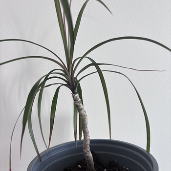 Драцена. Dracaena marginata